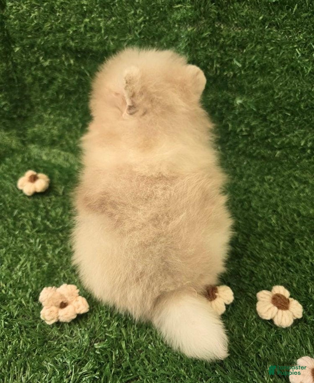 Pomeranian dogs for sale: Naya - Ad 18