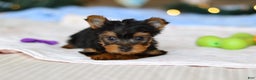 Yorkshire Terrier dogs for sale: Jewel - Ad 6