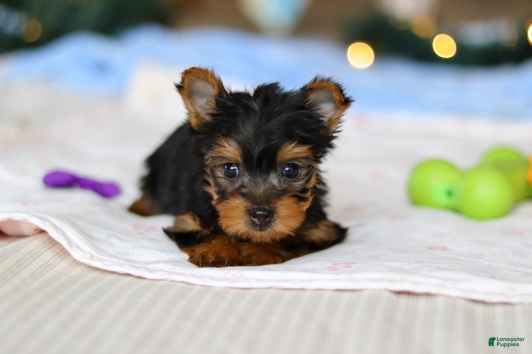 Yorkshire Terrier dogs for sale: Jewel - Ad 6