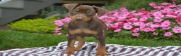 Miniature Pinscher dogs for sale: Bullet - Ad 7