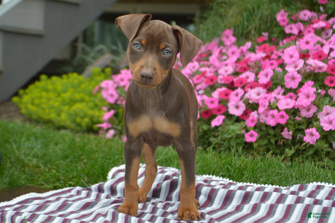 Miniature Pinscher dogs for sale: Bullet - Ad 7