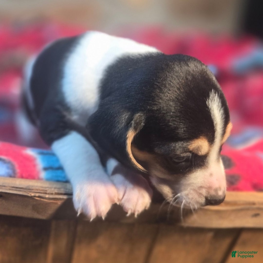 Beagle dogs for sale: Dill Queen Elizabeth Pocket Beagle - Ad 8