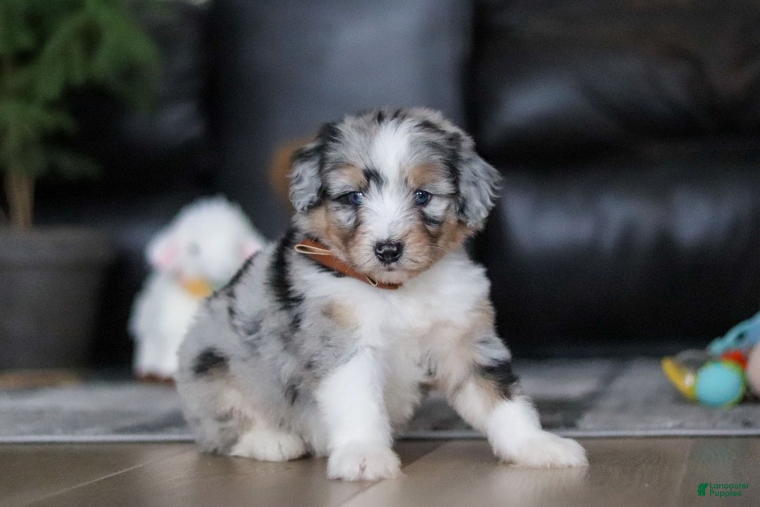 Aussiedoodle dogs for sale: Theo - Ad 4