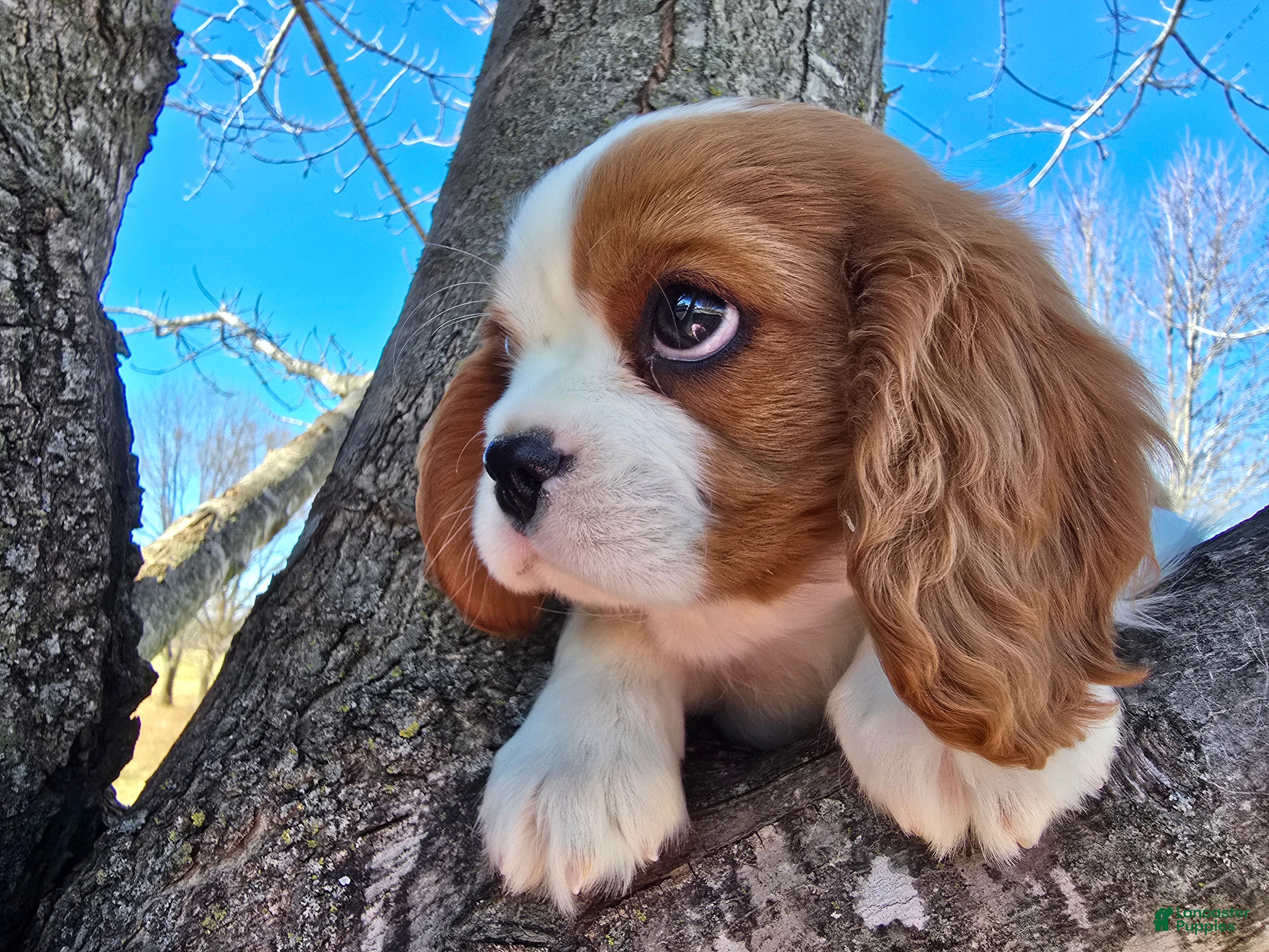 Cavalier King Charles Spaniel dogs Dolly - Ad 33
