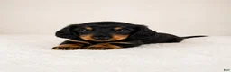 Miniature Dachshund dogs for sale: Gracie - Ad 2