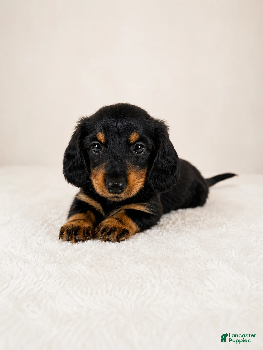 Miniature Dachshund dogs for sale: Gracie - Ad 2