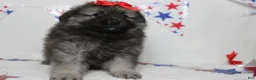 Keeshond dogs for sale: Anna - Ad 11