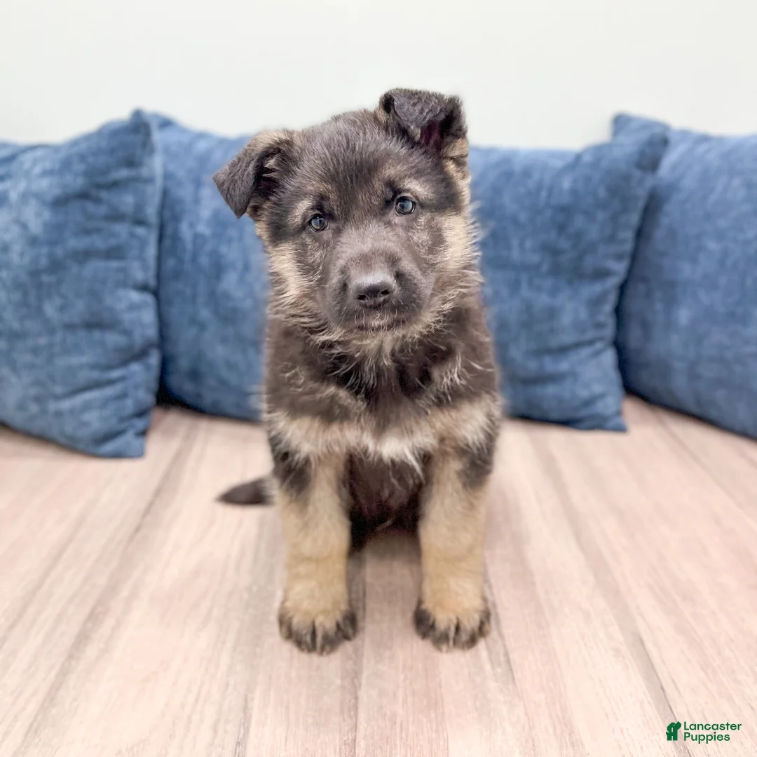 German Shepherd dogs for sale: Benson - Ad 1