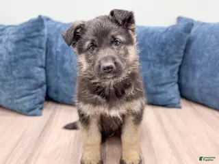 German Shepherd dogs for sale: Benson - Ad 2