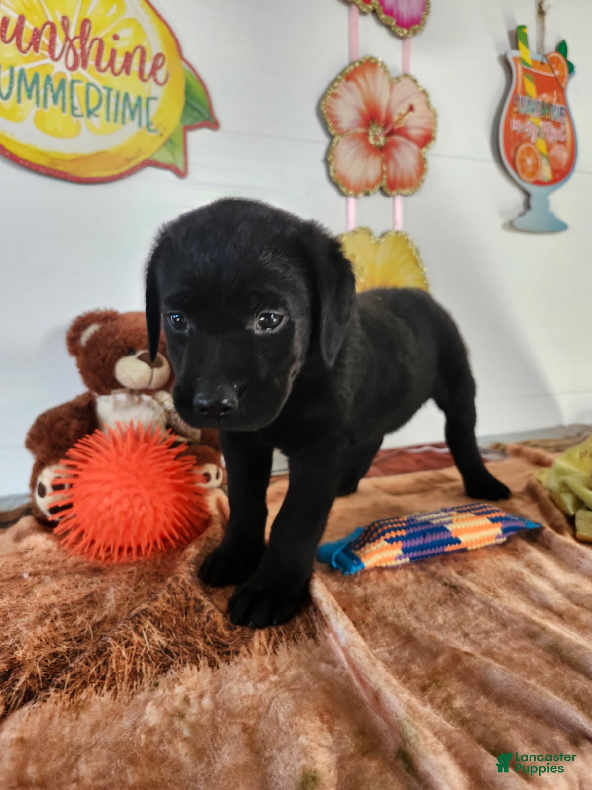 Labrador Retriever dogs Rasal - Ad 2