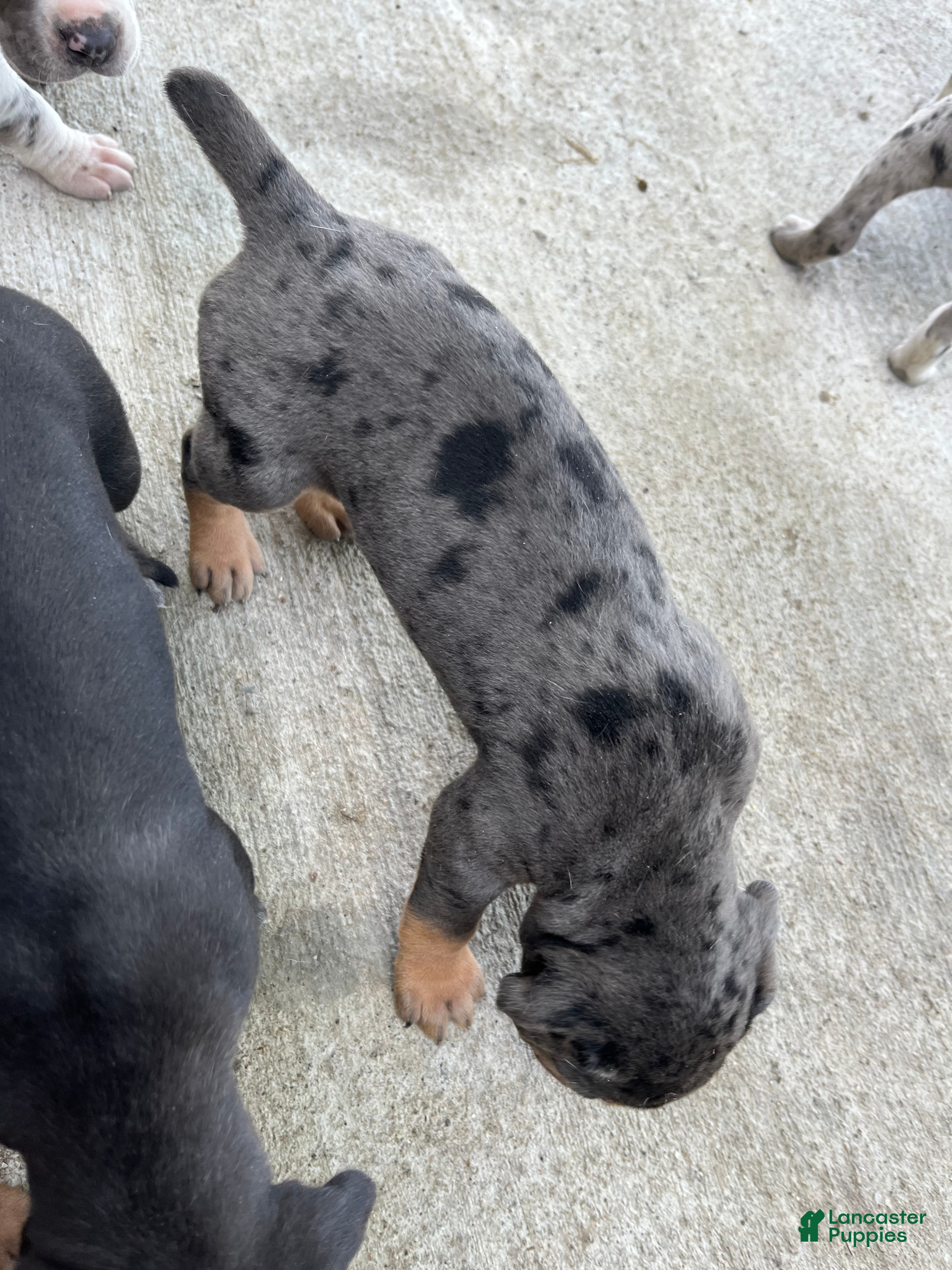 Catahoula Leopard Dog dogs Catahoula Leopard Dog Puppy 2 - Ad 3