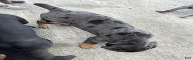 Catahoula Leopard Dog Puppy 2