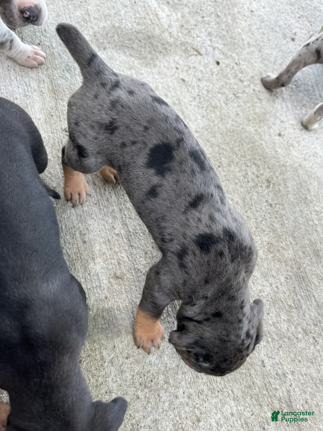 Catahoula Leopard Dog dogs for sale: Catahoula Leopard Dog Puppy 2 - Ad 1