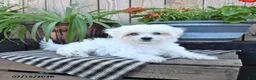 Mixed Breed dogs for sale: Otto - Ad 1