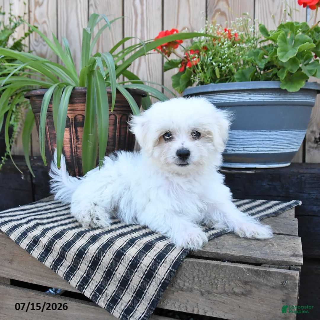 Mixed Breed dogs for sale: Otto - Ad 1