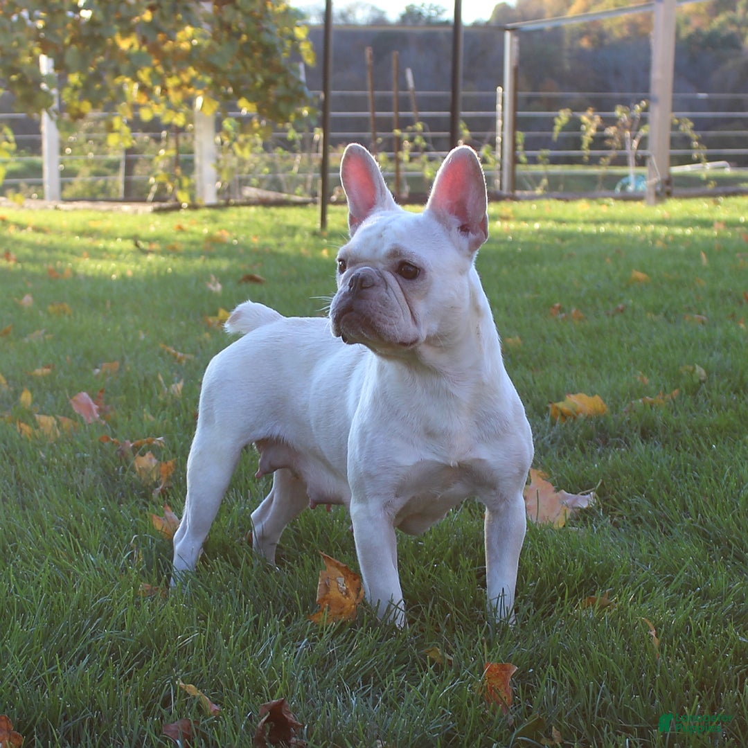 French Bulldog dogs for sale: Ava  - Ad 3