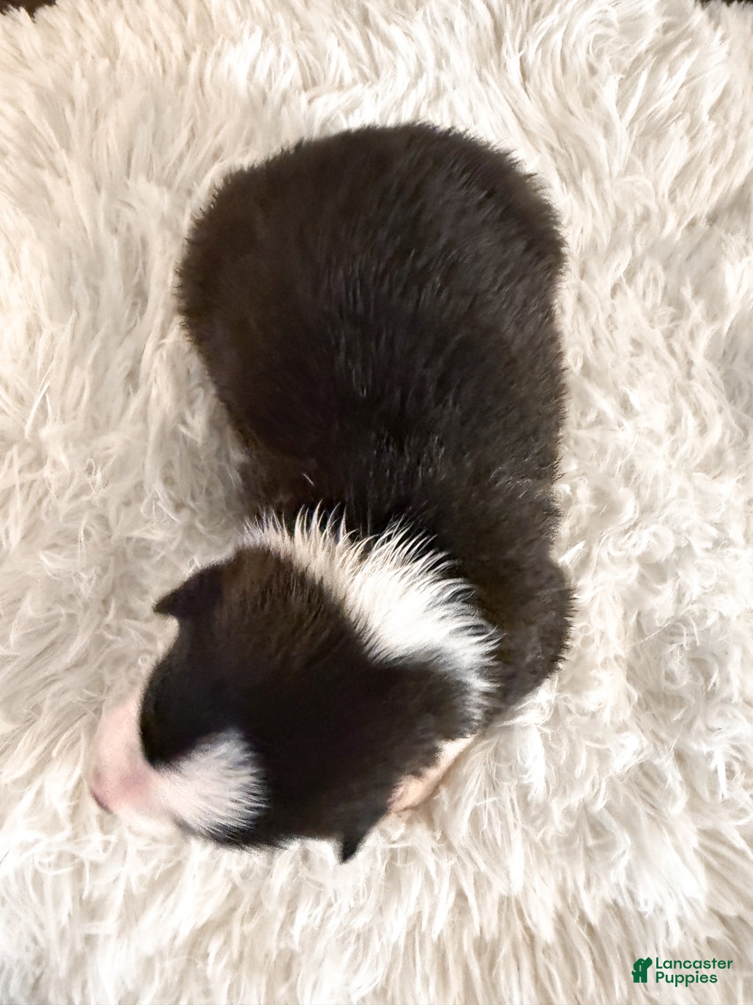 Border Collie dogs for sale: Colt - Ad 2