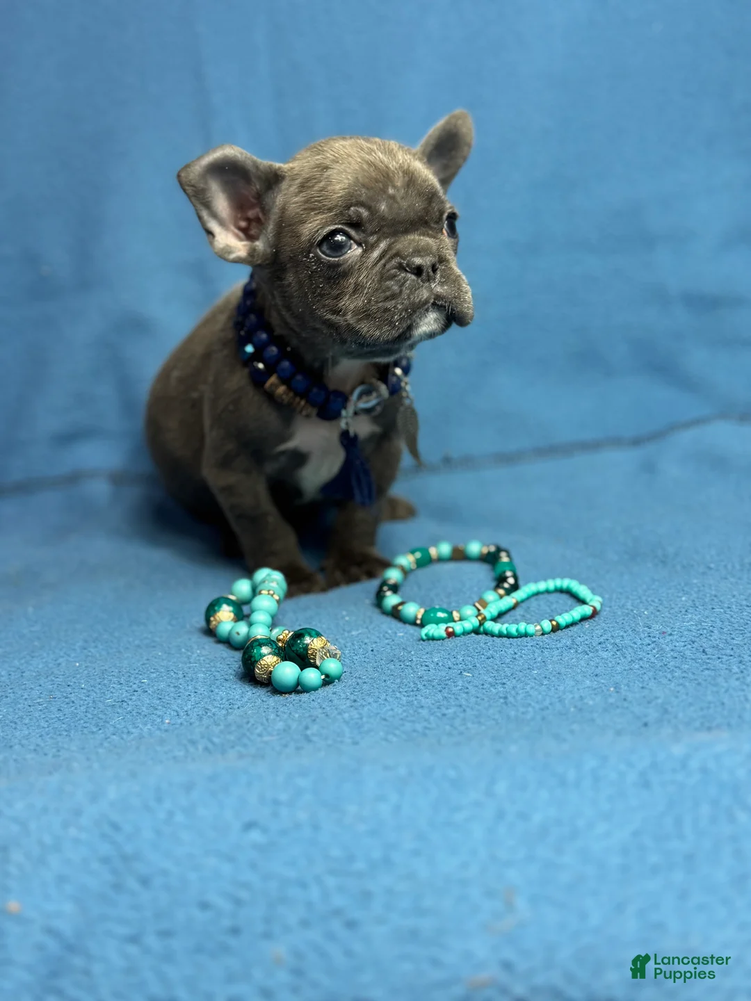 French Bulldog dogs for sale: Cookie - Ad 9