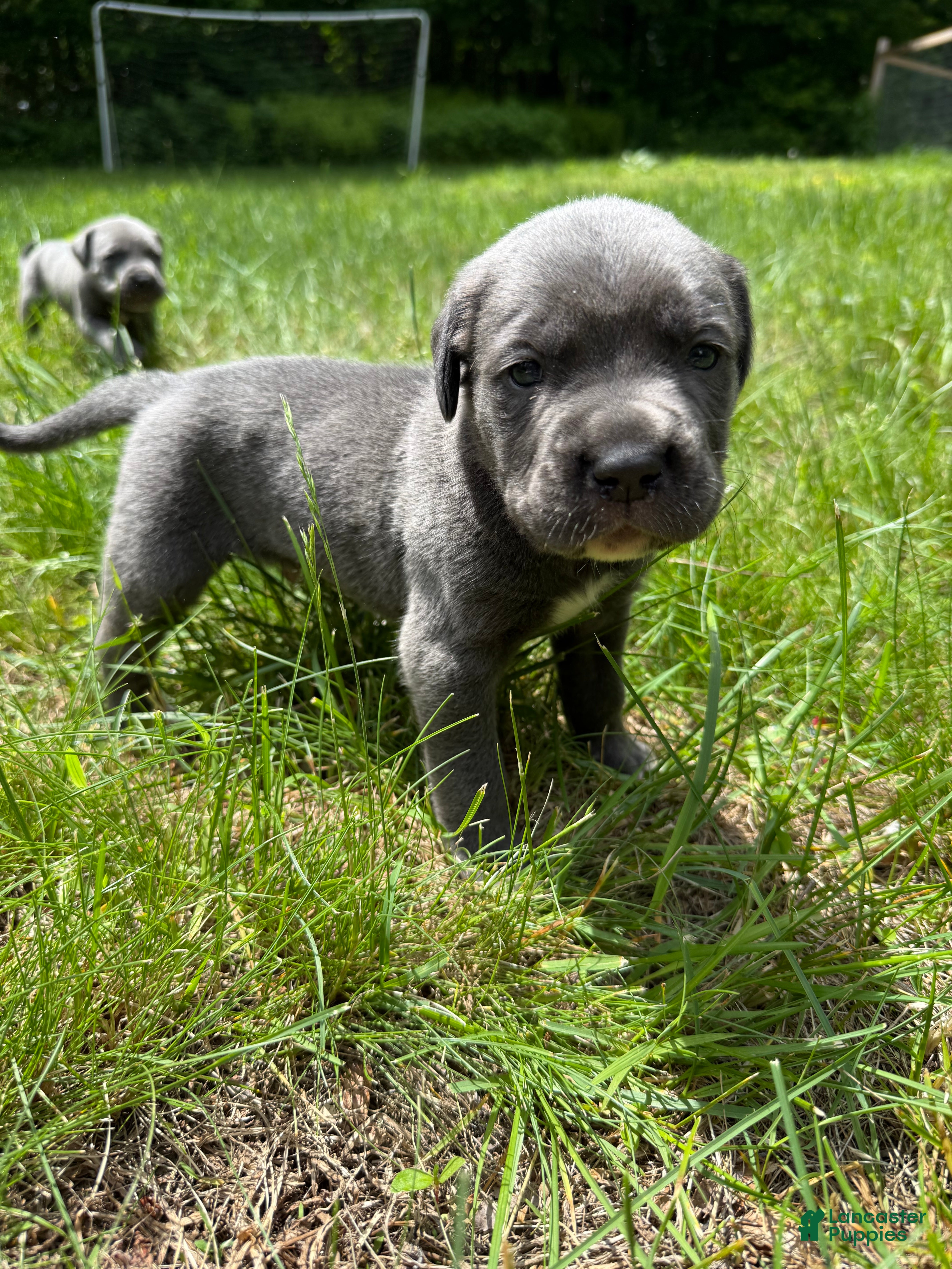 Cane Corso dogs Cane Corso Puppy 1 - Ad 20