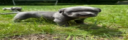 Cane Corso dogs for sale: Cane Corso Puppy 1 - Ad 1
