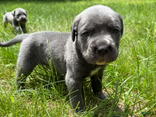 Cane Corso dogs Cane Corso Puppy 1 - Ad 20