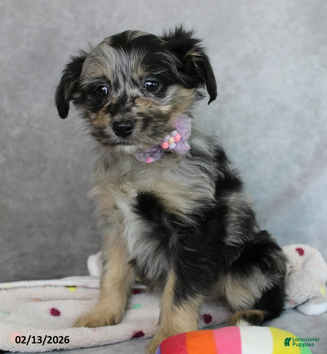 Mini Aussiedoodle dogs for sale: Bella   - Ad 5