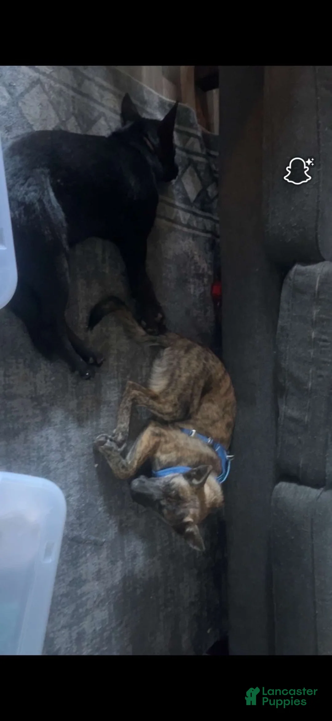 Gerberian Shepsky dogs for sale: Gerberian Shepsky Puppy 1 - Ad 9