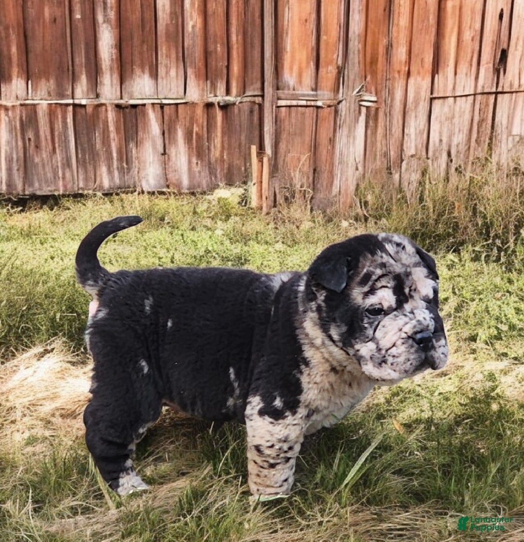 Shar Pei dogs for sale: Magic Mike merle mini - Ad 2