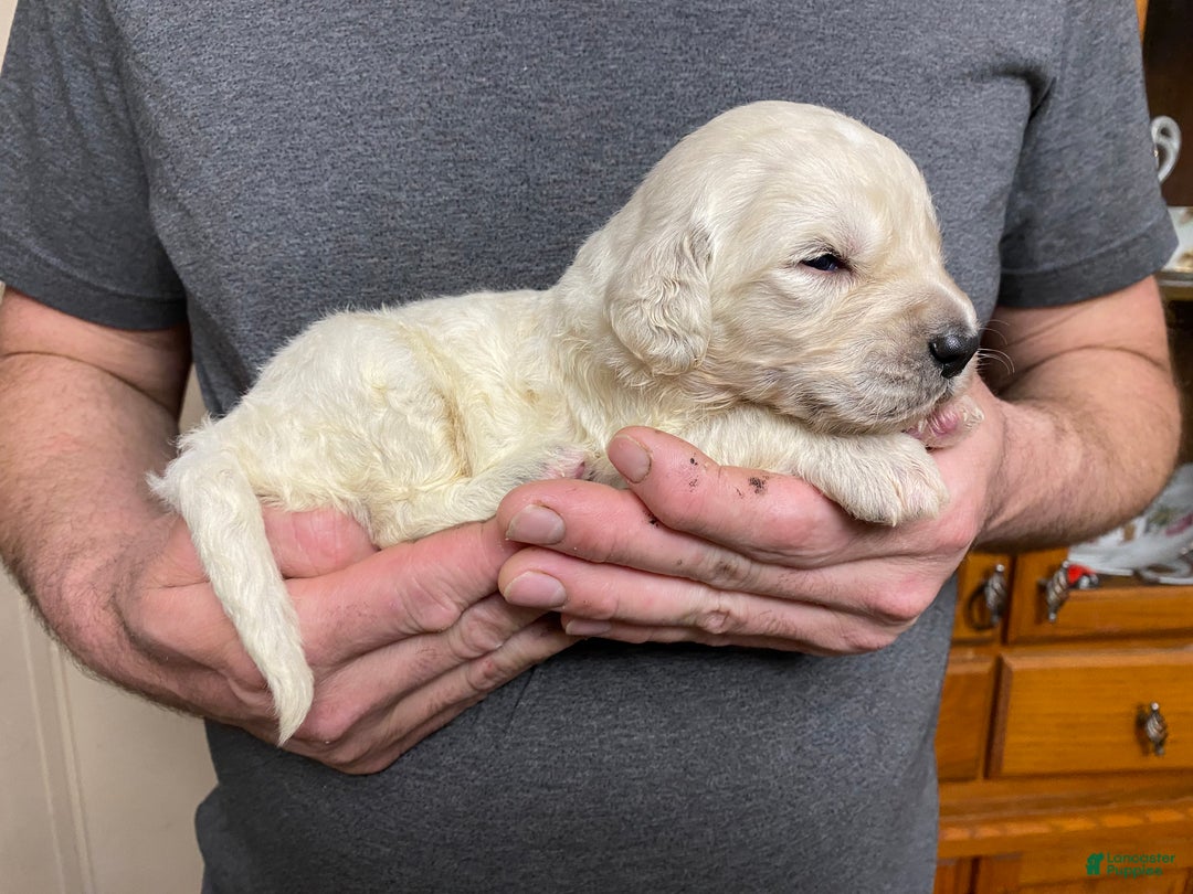 Goldendoodle dogs for sale: Goldendoodle Puppy 4 - Ad 2