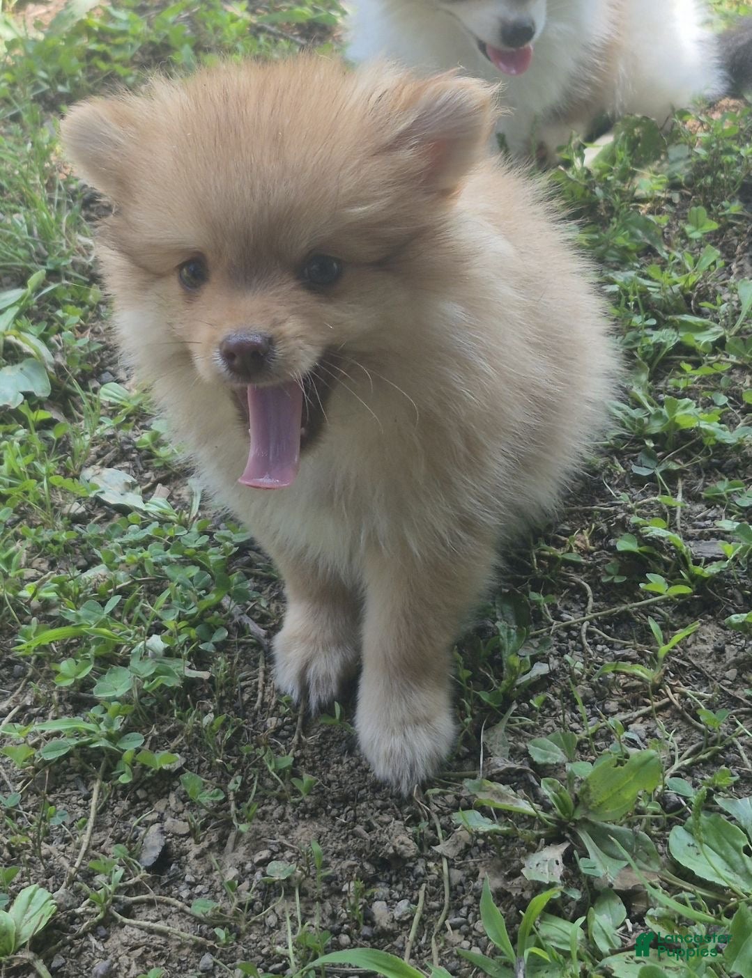 Pomeranian dogs for sale: Molly (only a boy left) - Ad 1