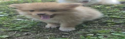 Pomeranian dogs for sale: Molly (only a boy left) - Ad 1