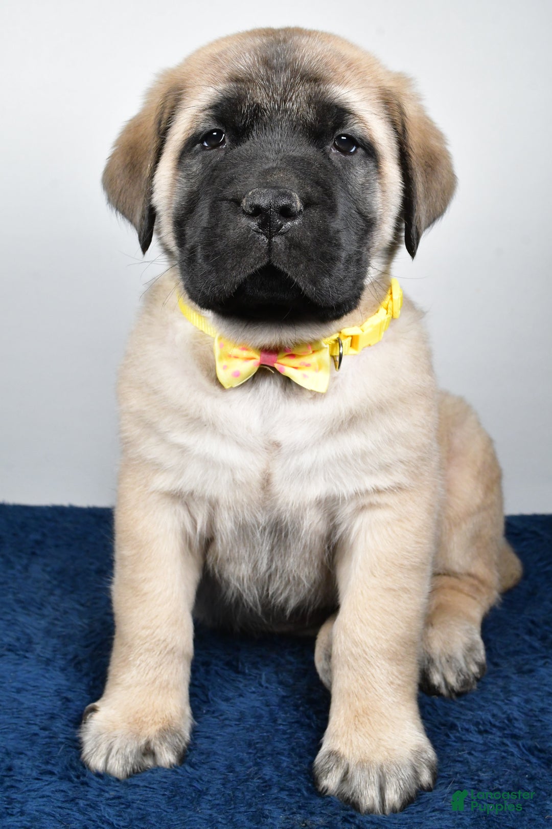 English Mastiff dogs for sale: Simon - Ad 7