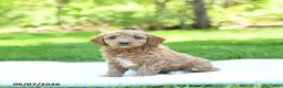 Mini Goldendoodle dogs for sale: Pumpkin - Ad 4