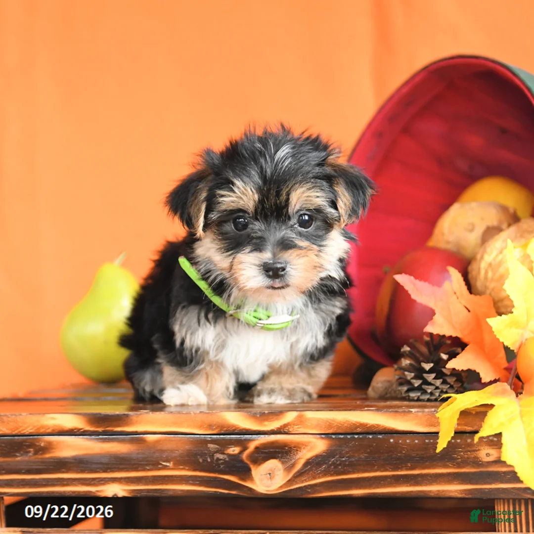Morkie dogs for sale: Carter - Ad 2