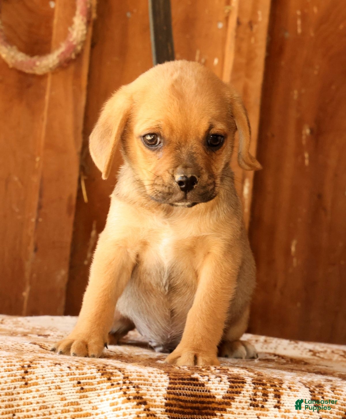 Puggle dogs for sale: Charlie - Ad 1