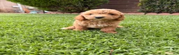 Toy Poodle dogs for sale: Toy Poodle 1 - named Coffee - Ad 4