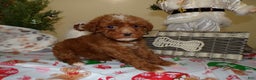 Miniature Poodle dogs for sale: Miniature Poodle Puppy 5 Peace - Ad 2