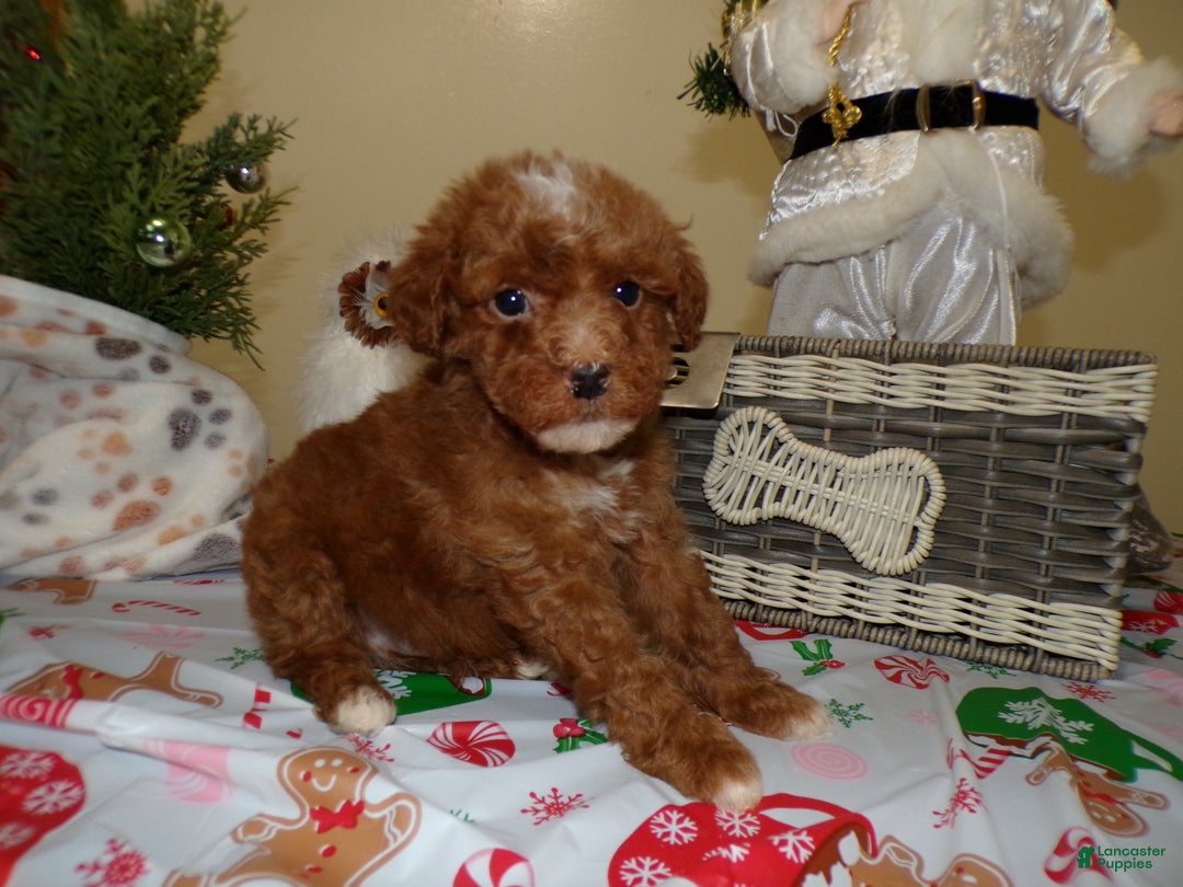 Miniature Poodle dogs for sale: Miniature Poodle Puppy 5 Peace - Ad 2
