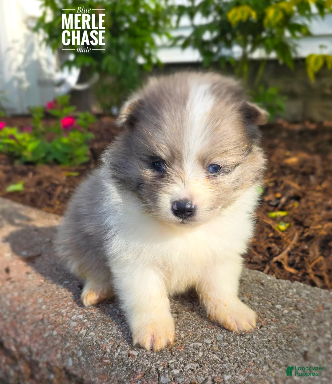 Pomeranian dogs for sale: Chase (blue Merle) - Ad 2