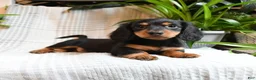 Miniature Dachshund dogs for sale: Cocoa - Ad 4