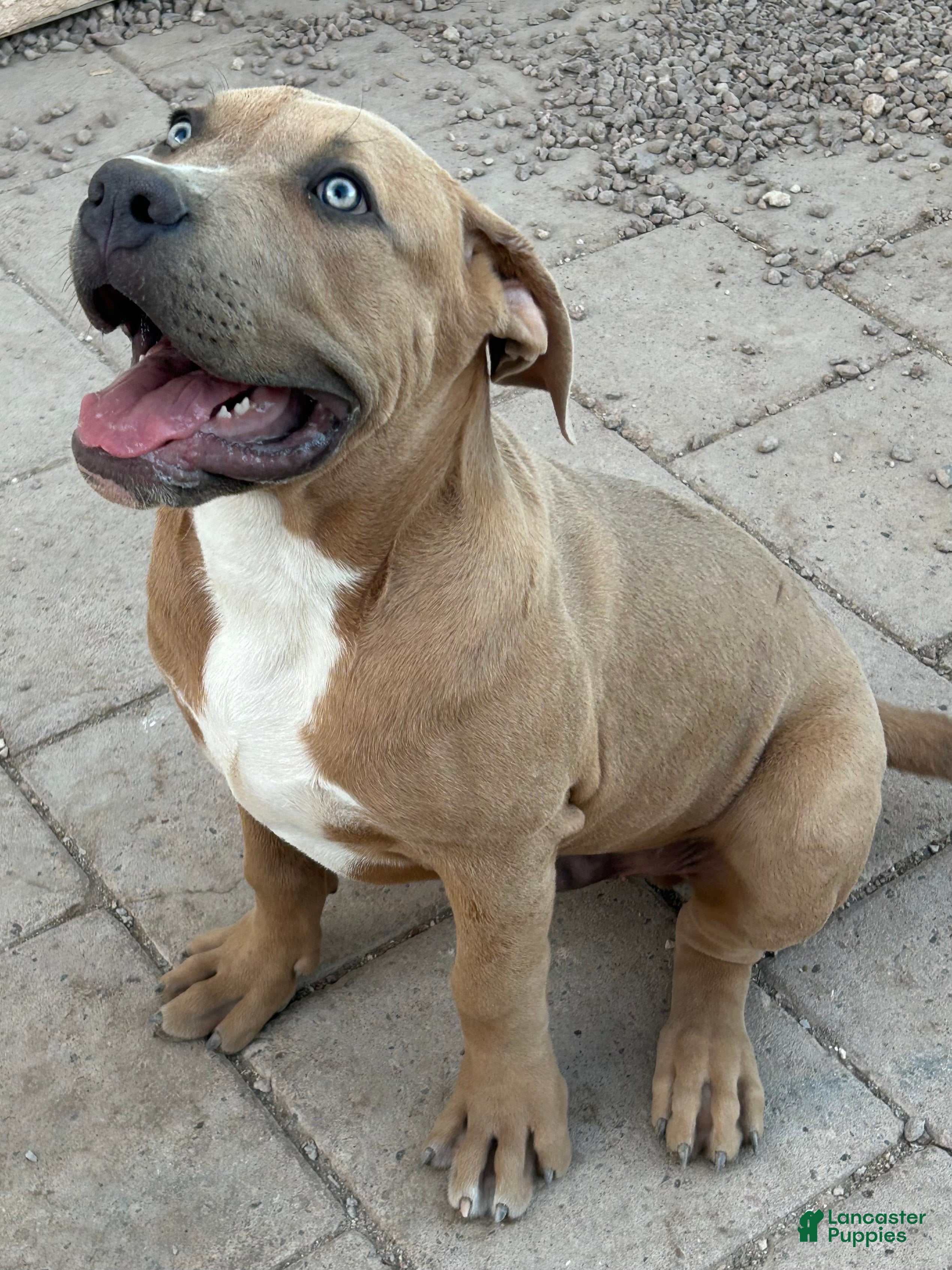 American Bully dogs KANO - Ad 2