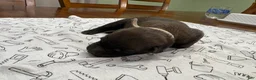 Belgian Malinois dogs for sale: Birch (gray) - Ad 2