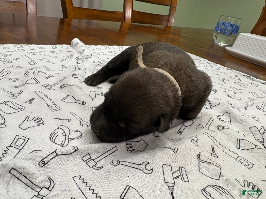 Belgian Malinois dogs for sale: Birch (gray) - Ad 2