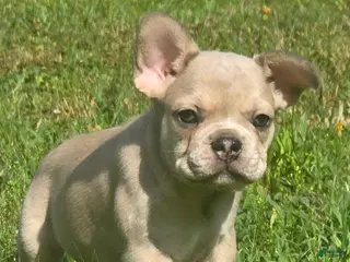 French Bulldog dogs Eddie - Ad 4