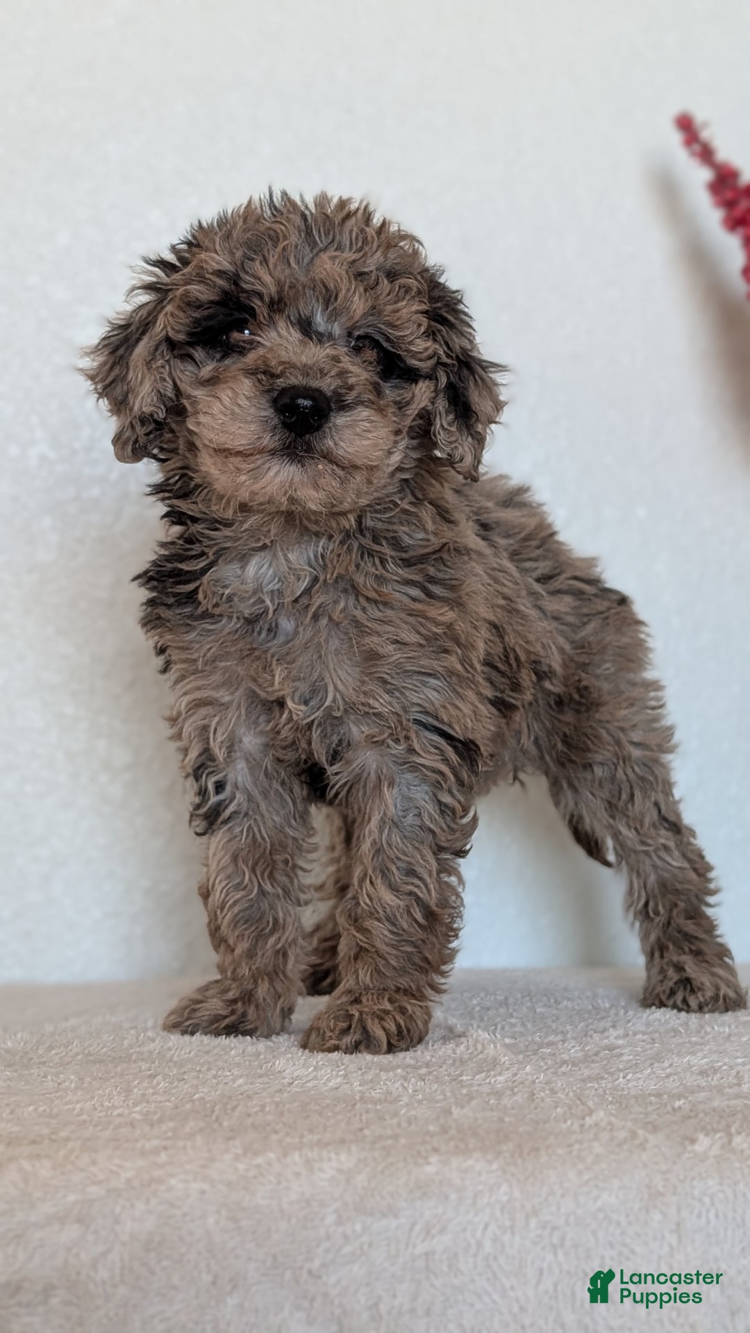 Mini Bernedoodle dogs for sale: Vanessa  - Ad 4