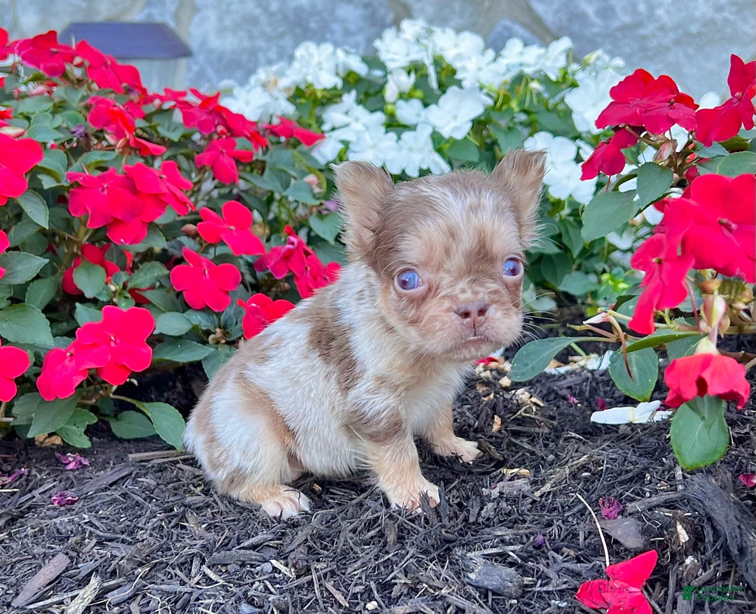 French Bulldog dogs for sale: Harley - Ad 2