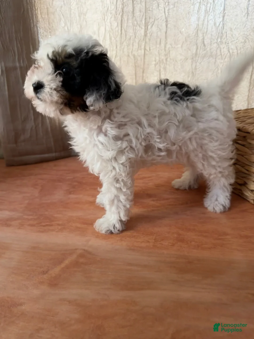Toy Poodle dogs for sale: Toy Poodle black and white  - Ad 2