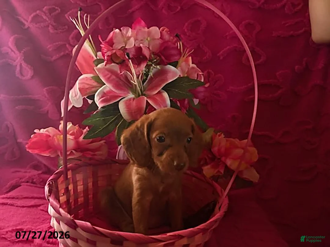 Mini Aussiedoodle dogs for sale: Lilly - Ad 1