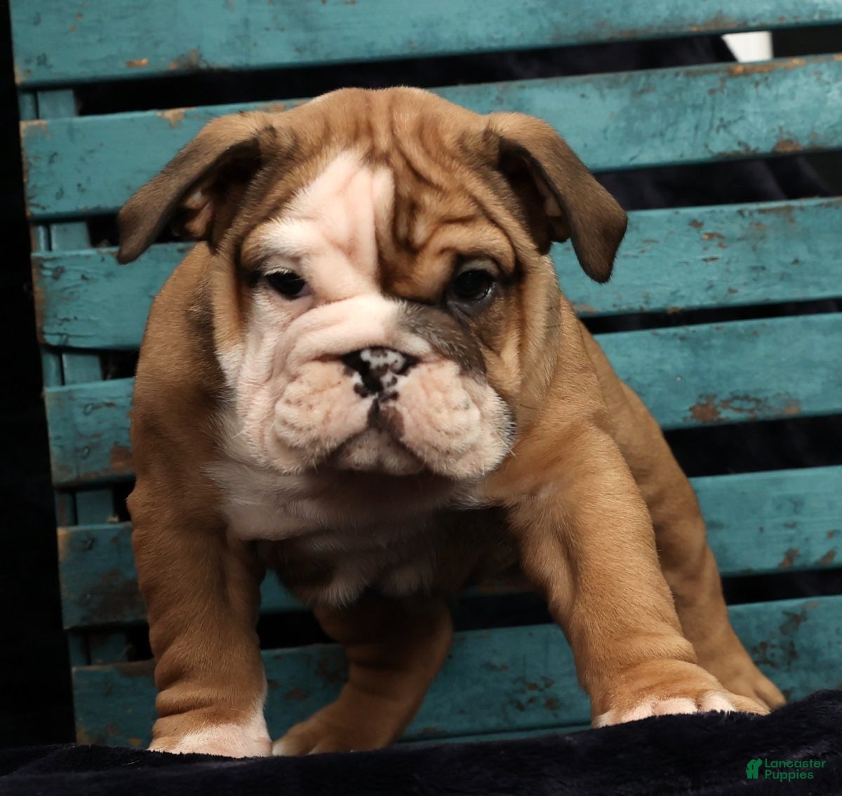 English Bulldog dogs Kenny - Ad 11