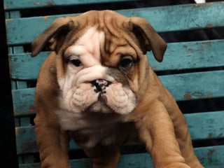 English Bulldog dogs Kenny - Ad 39